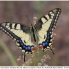 pap machaon imago15 kher